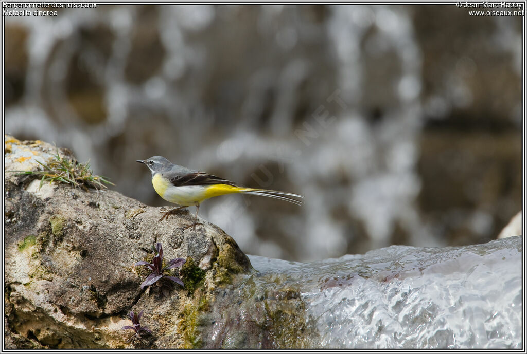 Grey Wagtail, identification