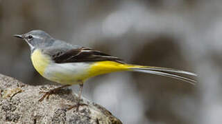 Grey Wagtail