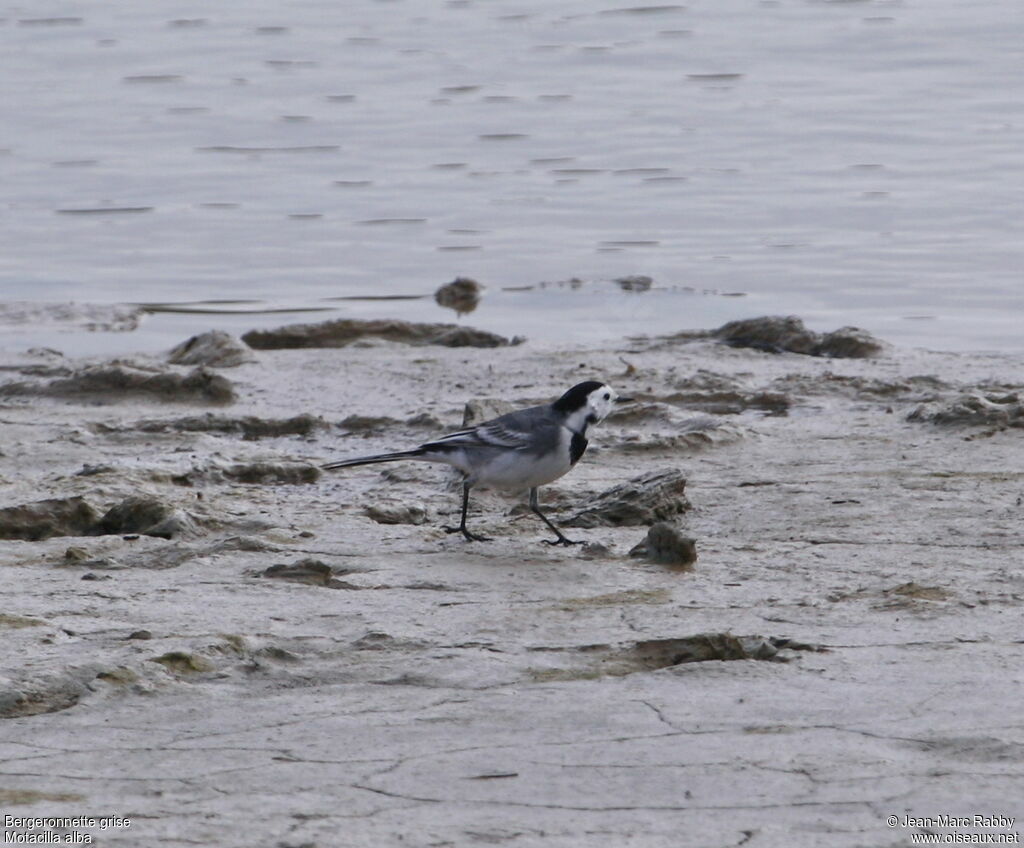 White Wagtail