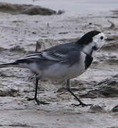 White Wagtail