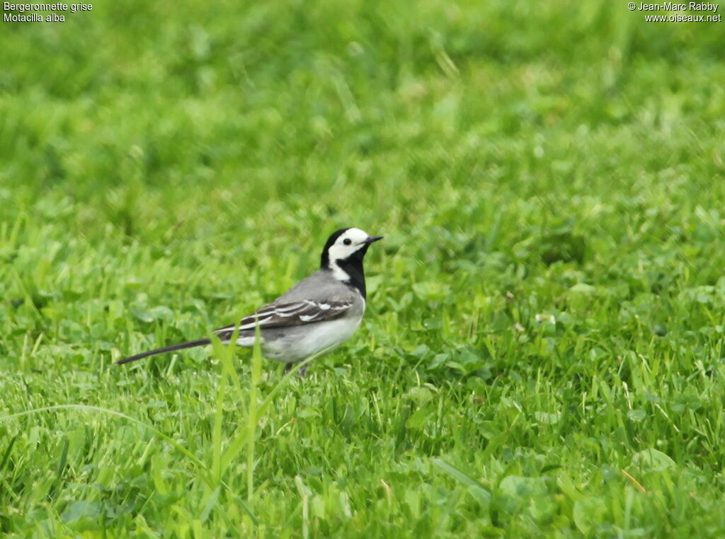 White Wagtail, identification