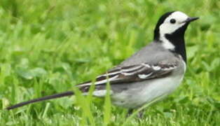 White Wagtail