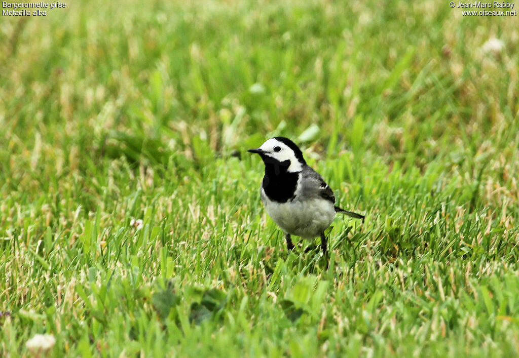 White Wagtail, identification