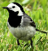 White Wagtail