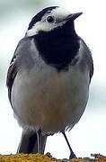 White Wagtail