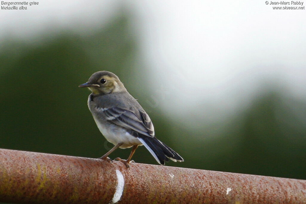 Bergeronnette grisejuvénile, identification