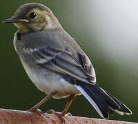 White Wagtail