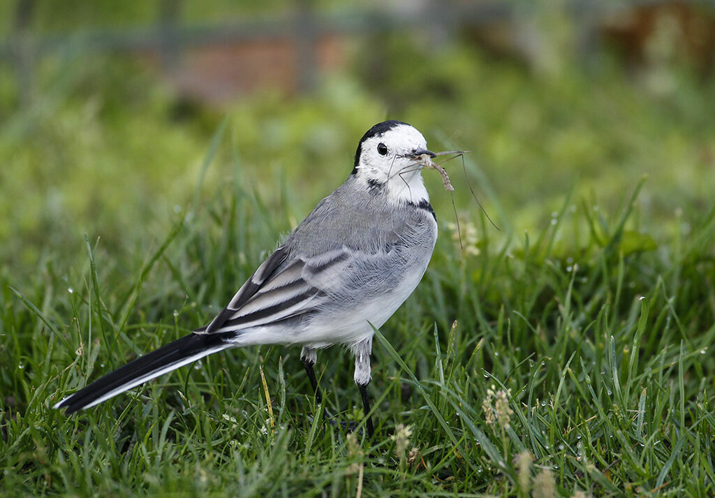 White Wagtail, identification