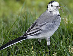 White Wagtail