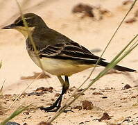 Western Yellow Wagtail