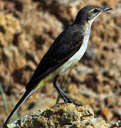 Western Yellow Wagtail