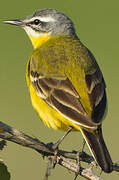 Western Yellow Wagtail