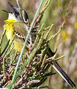 Western Yellow Wagtail