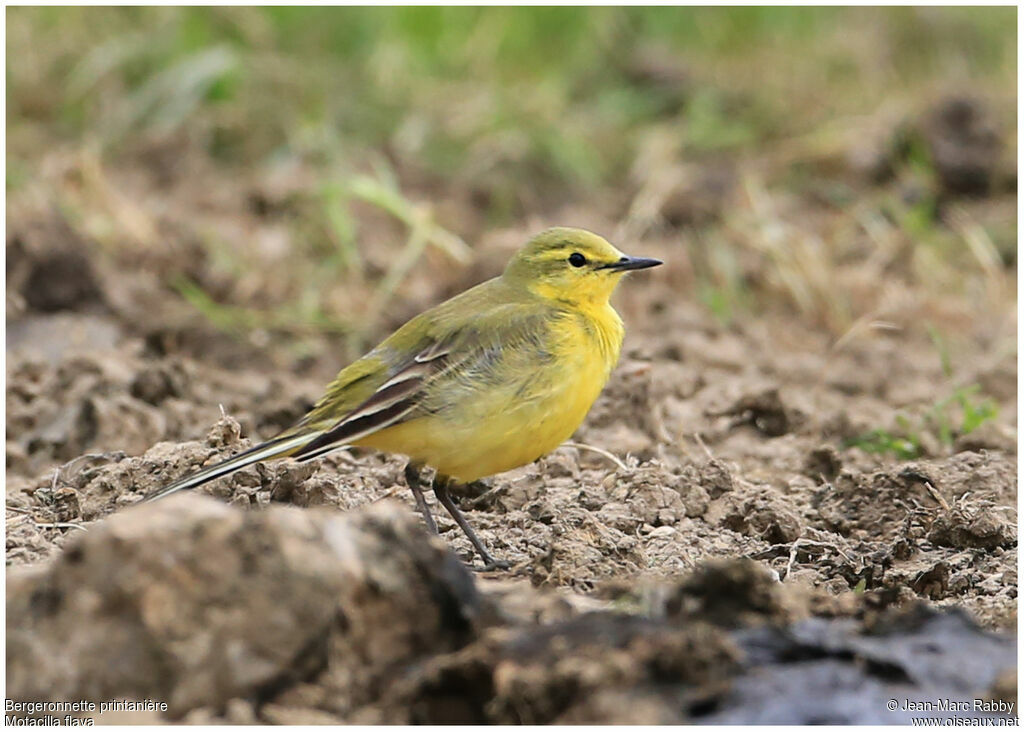 Western Yellow Wagtail, identification