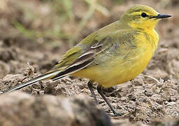 Western Yellow Wagtail