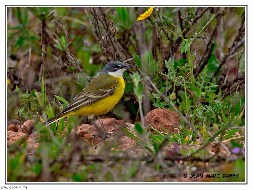 Western Yellow Wagtail, identification