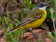 Western Yellow Wagtail