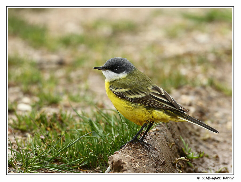 Western Yellow Wagtail