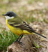 Western Yellow Wagtail