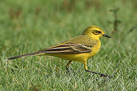 Western Yellow Wagtail