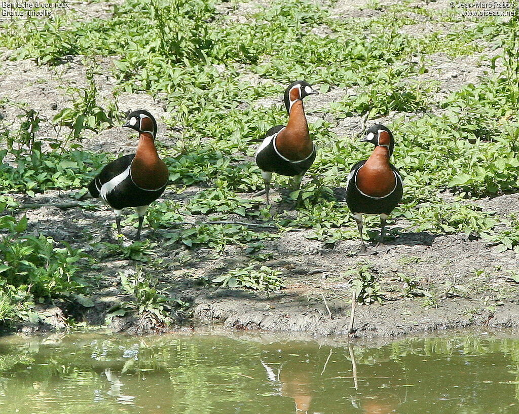 Bernache à cou roux, identification