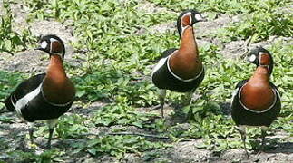 Red-breasted Goose