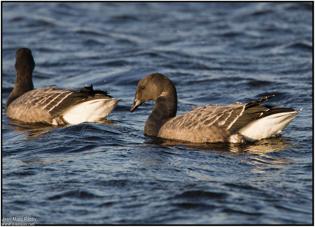 Brant GooseFirst year, pigmentation, swimming