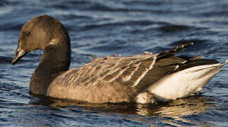 Brant Goose