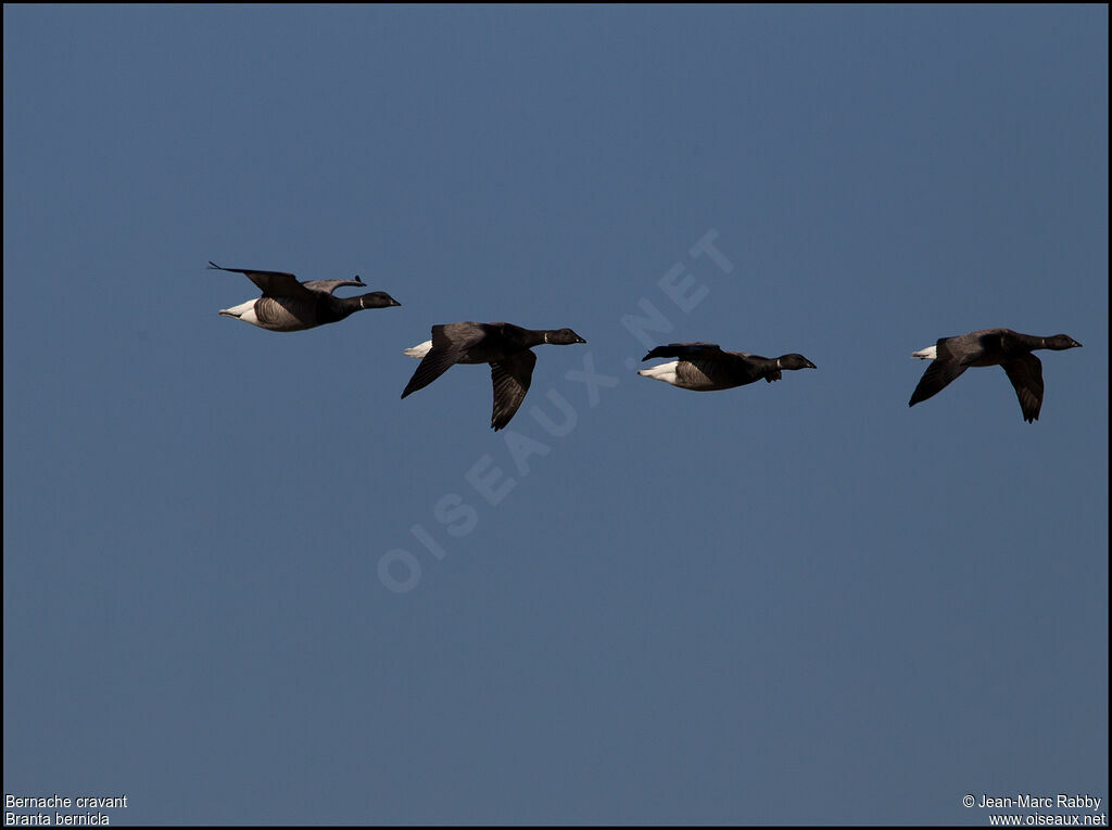 Brant Goose, Flight