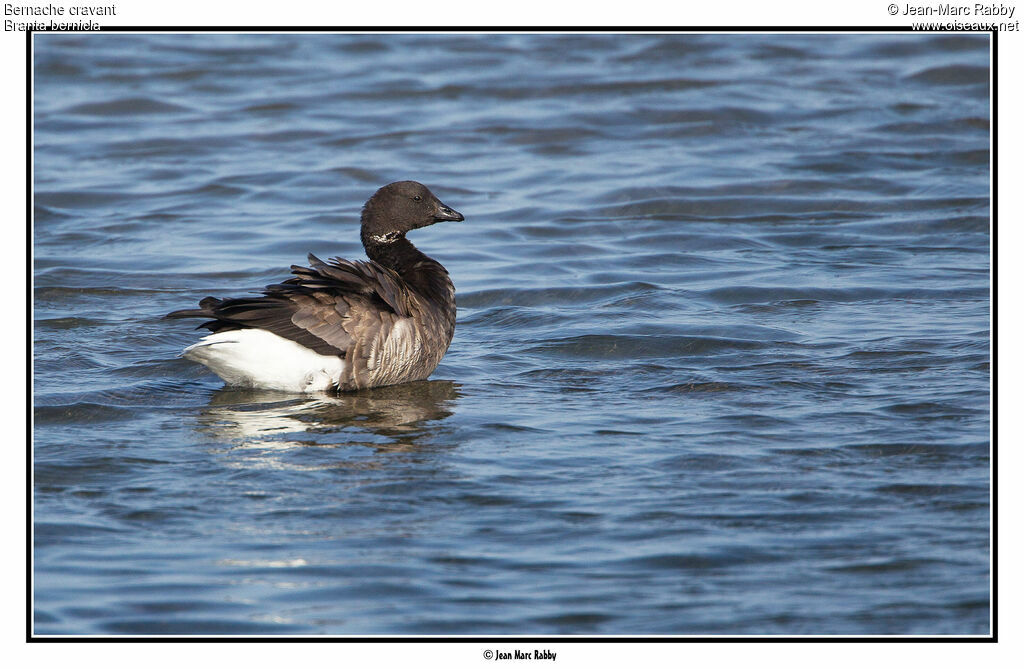 Brant Goose, identification