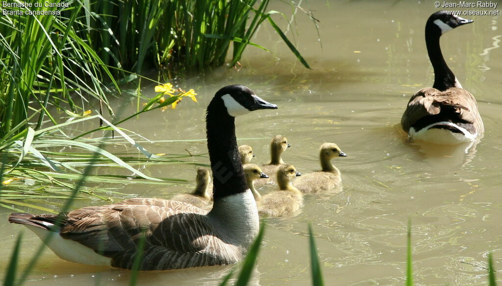 Canada Goose, identification