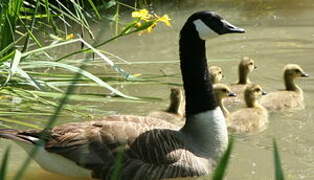 Canada Goose