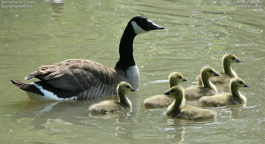 Canada Goose, identification