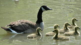 Canada Goose