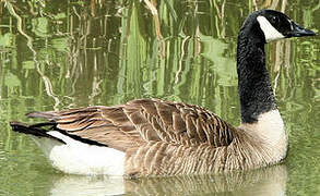 Canada Goose