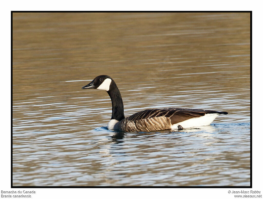 Canada Goose, identification