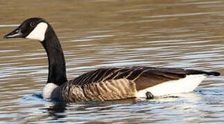 Canada Goose