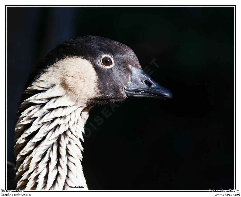 Nene, identification