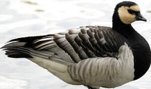 Barnacle Goose