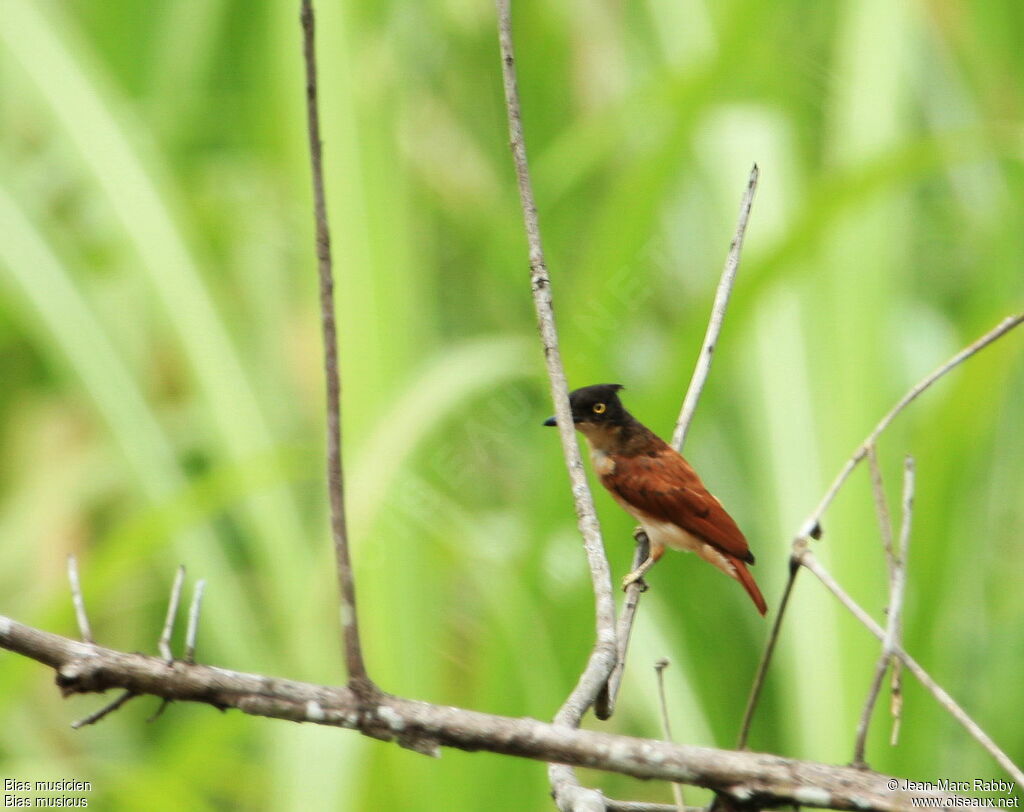 Black-and-white Shrike-flycatcher