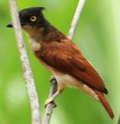 Black-and-white Shrike-flycatcher