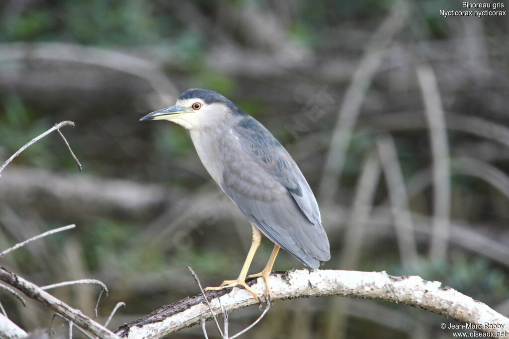 Black-crowned Night Heron