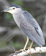 Black-crowned Night Heron