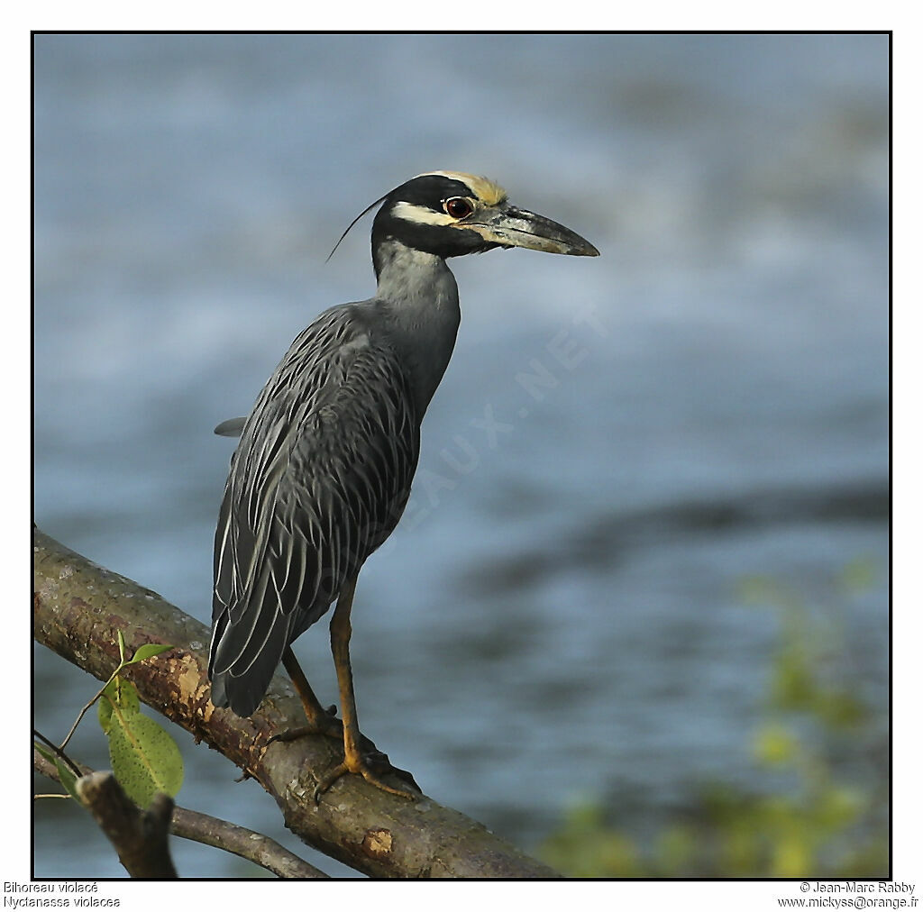 Yellow-crowned Night Heron, identification