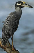 Yellow-crowned Night Heron