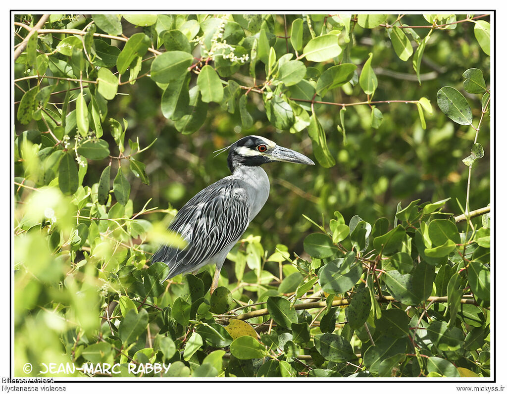 Yellow-crowned Night Heron, identification