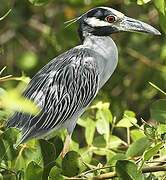 Yellow-crowned Night Heron