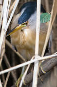 Little Bittern