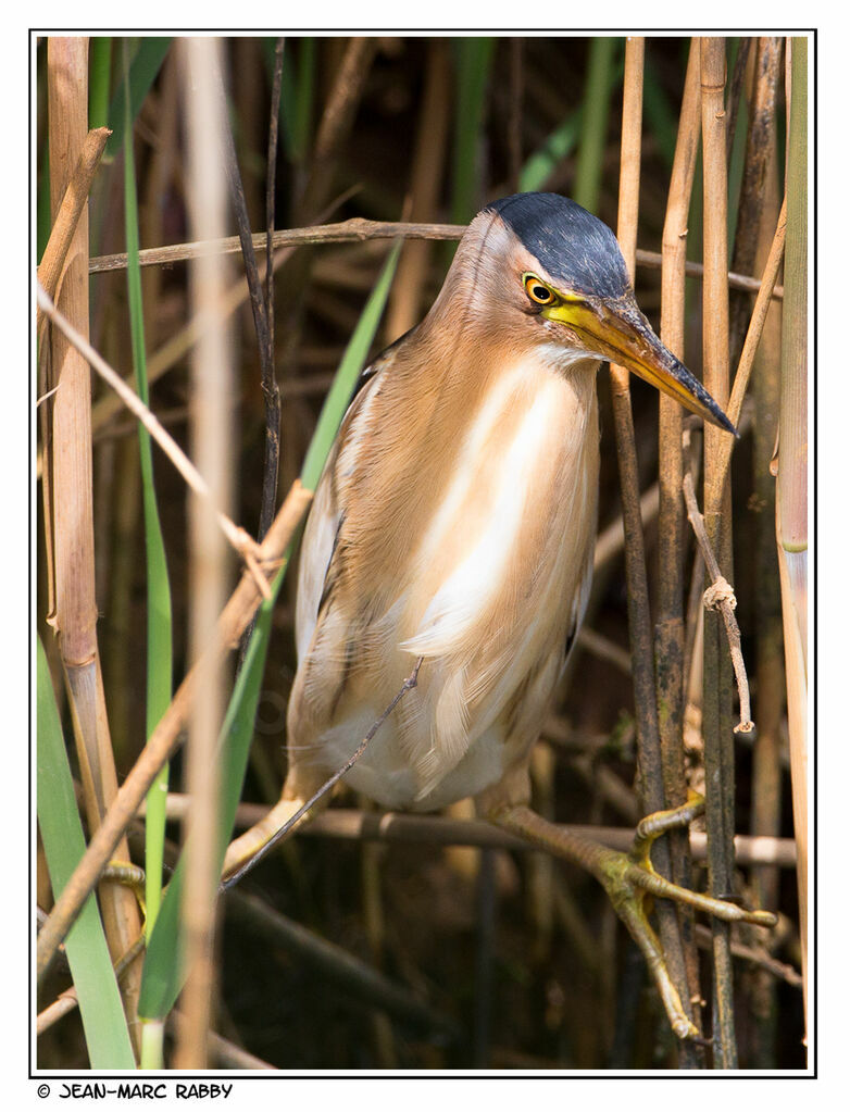 Little Bittern, identification