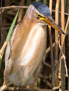 Little Bittern